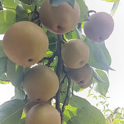 灌阳县黄梨