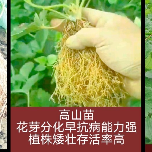酉阳越秀，隋珠，红颜