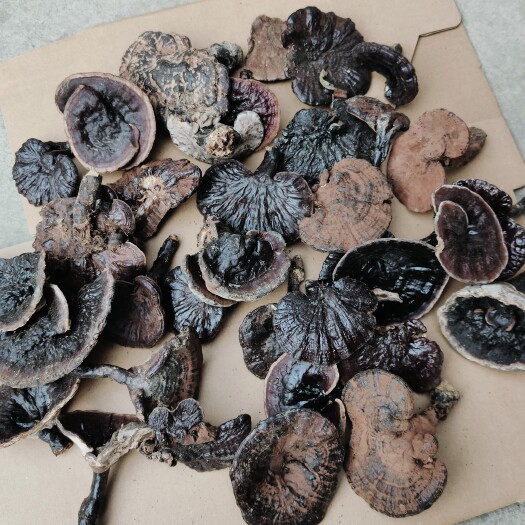 六盘水贵州纯紫灵芝黑灵芝晒干发货