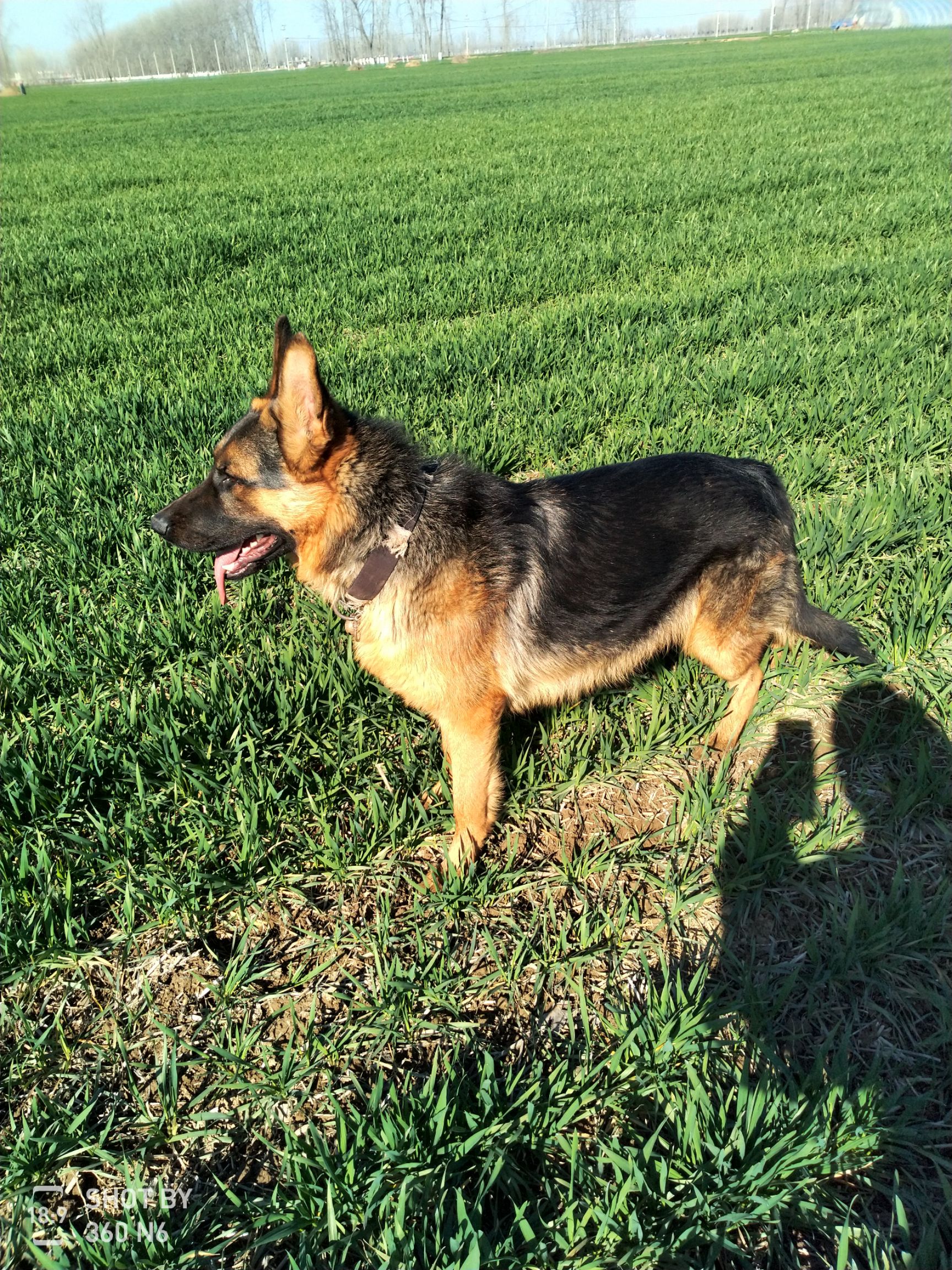 德国牧羊犬