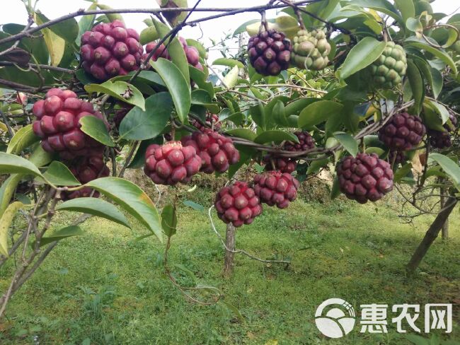 野生引种自家种植化黑老虎