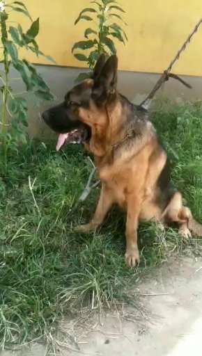 德国牧羊犬