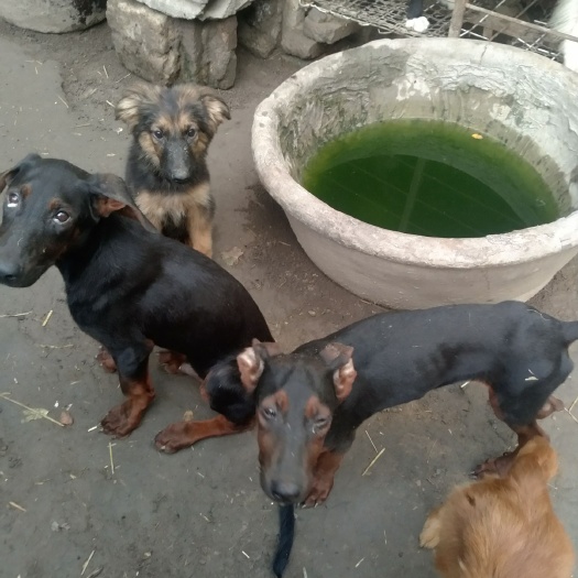 宿州莱州红犬