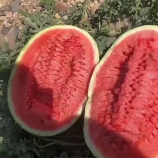 中卫美都.宁夏硒砂瓜产地大量供应。个头大皮薄颜色红口感纯甜。