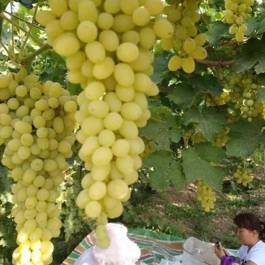 乌鲁木齐夏日是属于晶莹剔透的无核白的