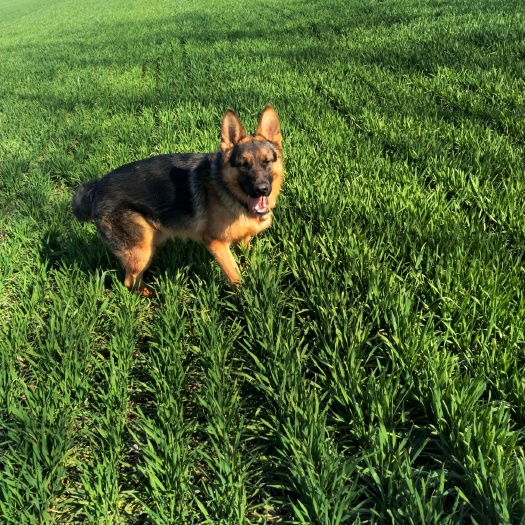 宿州德国牧羊犬