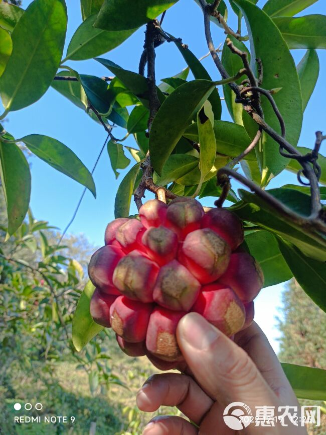 野生引种自家种植化黑老虎