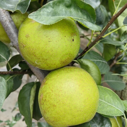 上海上海奉贤庄行蜜梨，翠冠梨