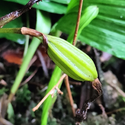 宜昌冰球子果荚