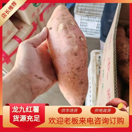 产地直发新鲜蜜薯，龙九，西瓜红，市场货，电商货，大吨位供应，