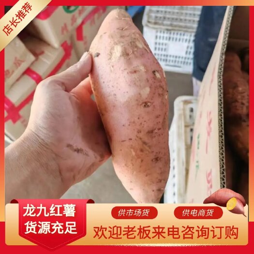 通许县产地直发新鲜蜜薯，龙九，西瓜红，市场货，电商货，大吨位供应，
