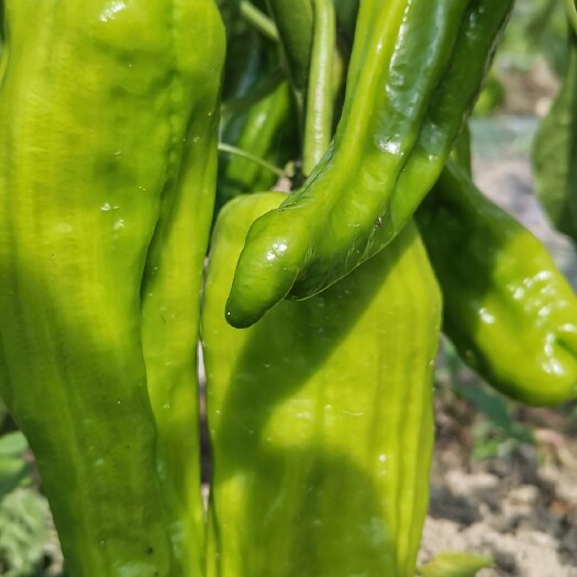 镇雄县1700多高海拔露天种植，味道好极了，微辣，适合各类人群食用