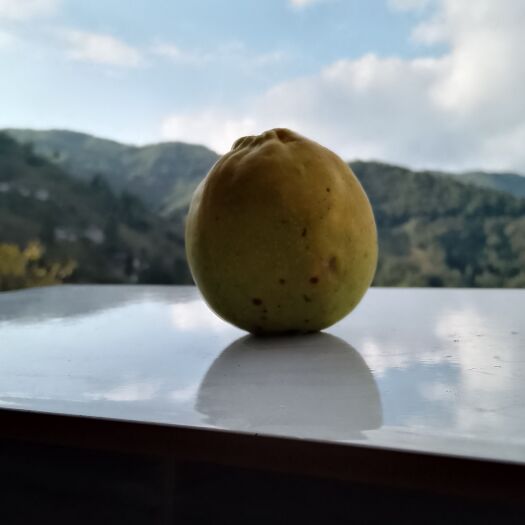 凤庆县大白木瓜