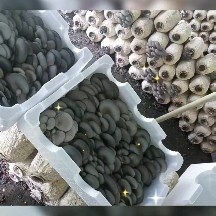 西苏旗平菇