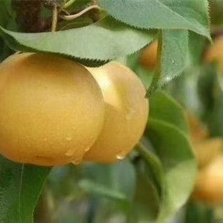 荆州圆黄梨