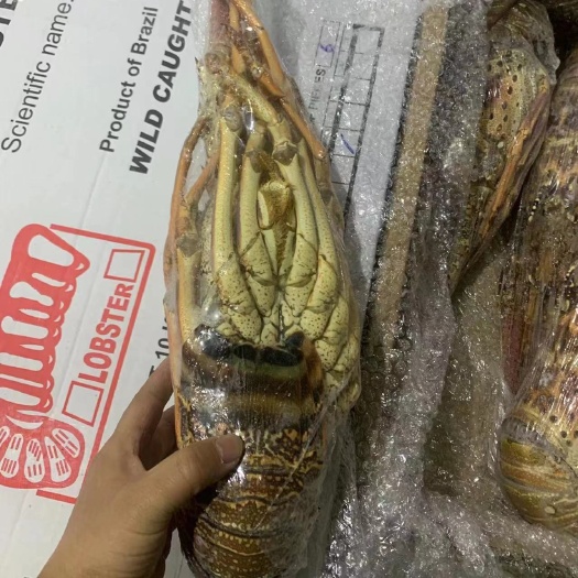 郑州2023年6月份巴西龙虾一手货源，规格齐全质量保证
