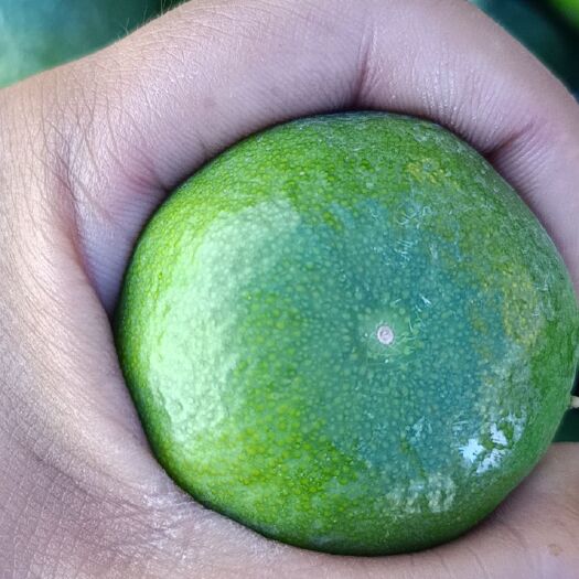 华宁县特早蜜橘小果