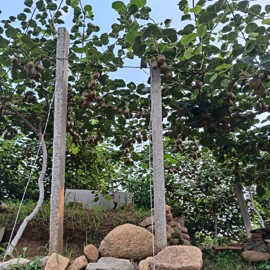 淄博马上大量上市
