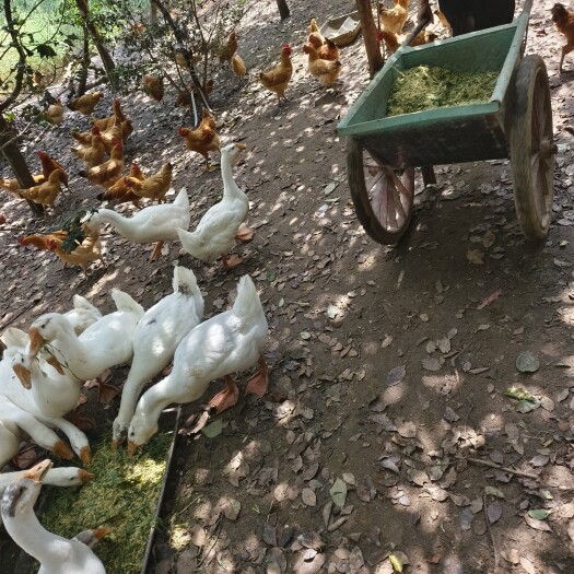 六安美味土鸡