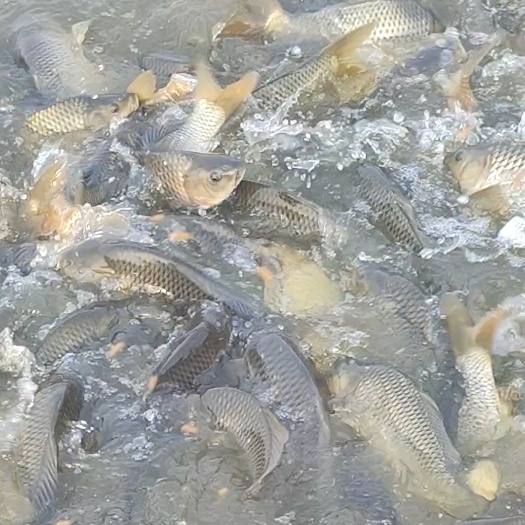 合阳县合阳鲤鱼