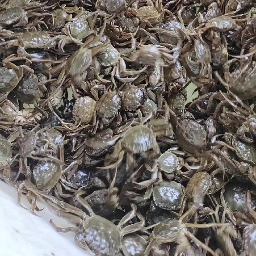 兴化市兴化六月黄红膏大闸蟹，青壳白底，全国发货。