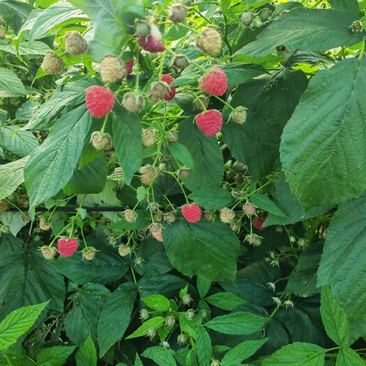 喀左县喀左县公营子镇景沣农场生产的红树莓，产地直销，一手货源，