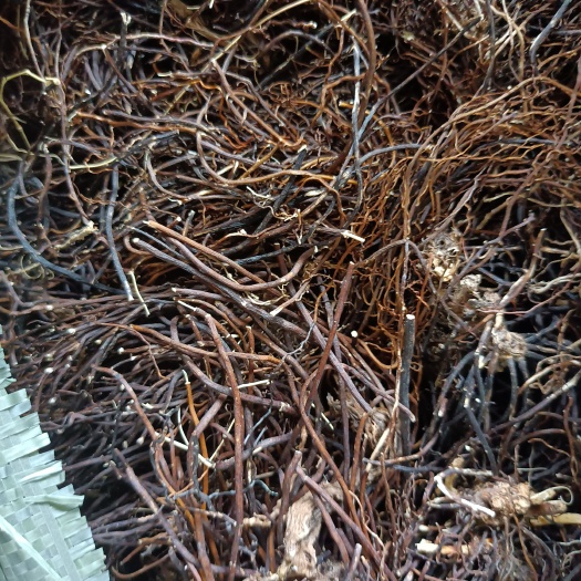 海林市威灵仙滚筒洗的人工挑选杂草地上茎，