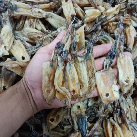 广州北海灯光船晒鱿鱼筒，干度足干，北海船生晒，皮色完整，鱿鱼干