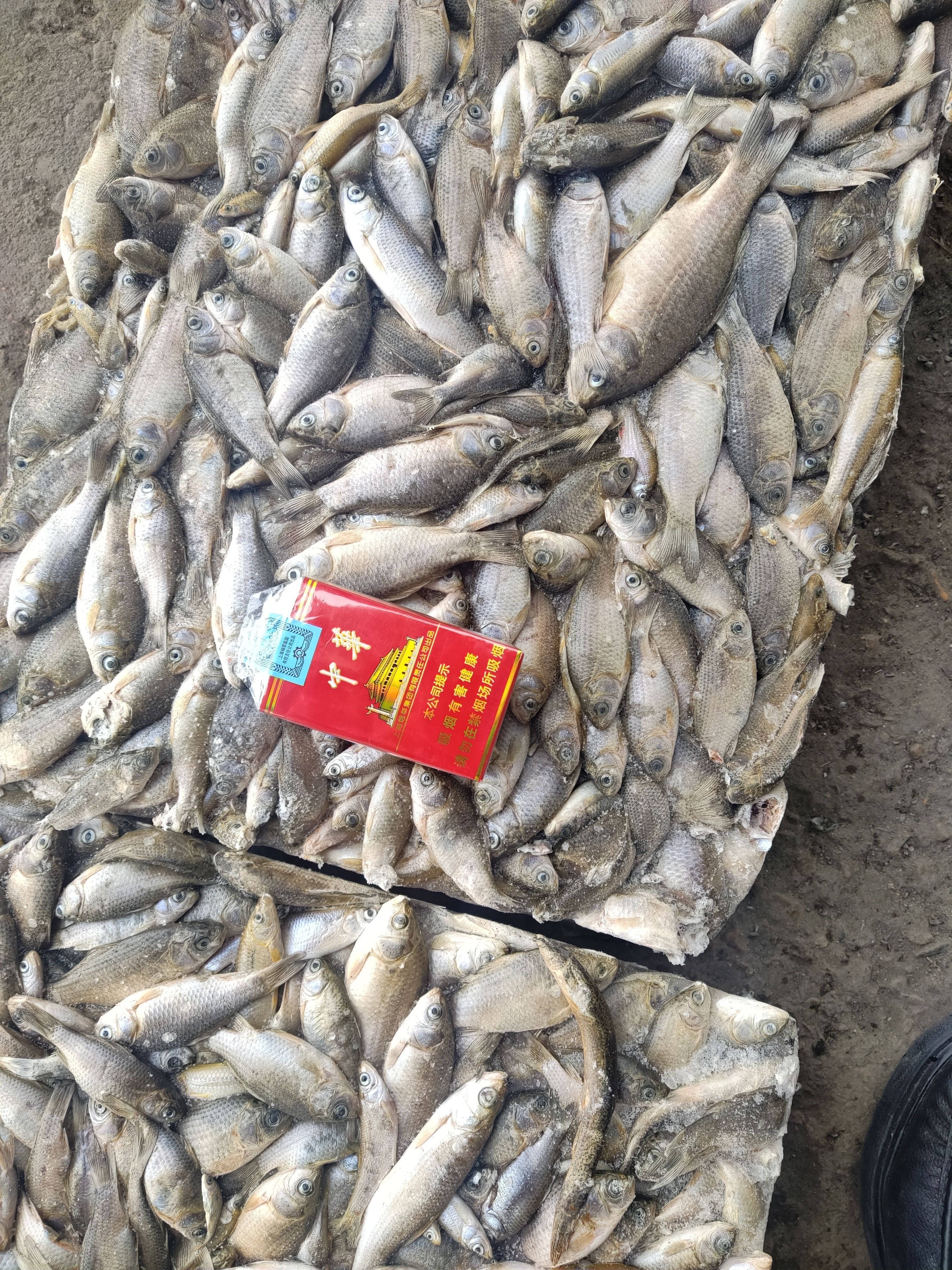 飼料魚凍魚餌料魚喂黃鱔飼料魚 水產(chǎn)養(yǎng)殖黃鱔飼料魚