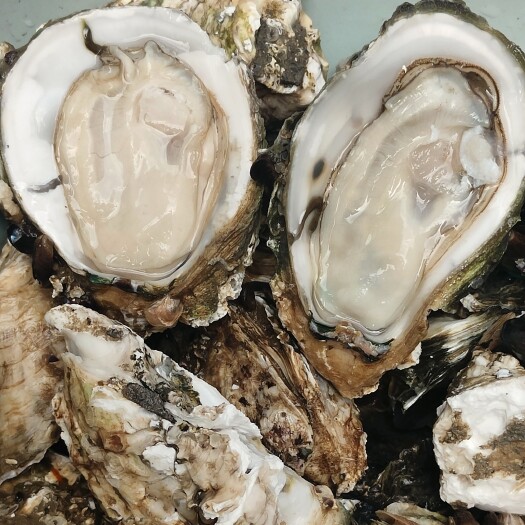 深圳湛江生蚝、台山生蚝，个大肥美，肉脆，养殖场直销