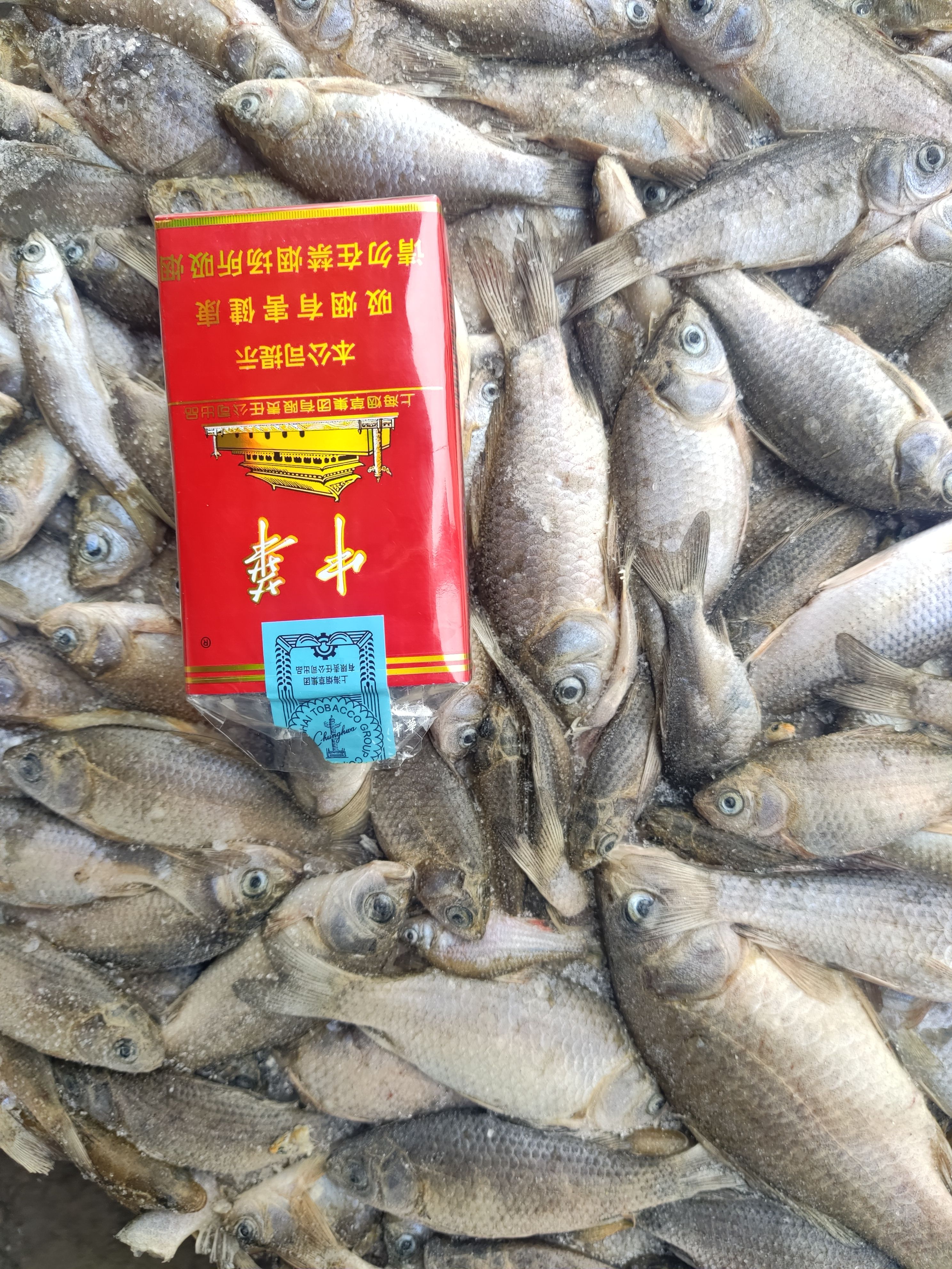 飼料魚凍魚餌料魚喂黃鱔飼料魚 水產(chǎn)養(yǎng)殖黃鱔飼料魚