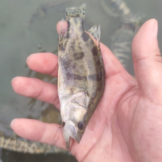 新沂市大规格桂鱼苗