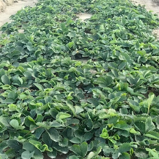 南通大叶红颜草莓苗
