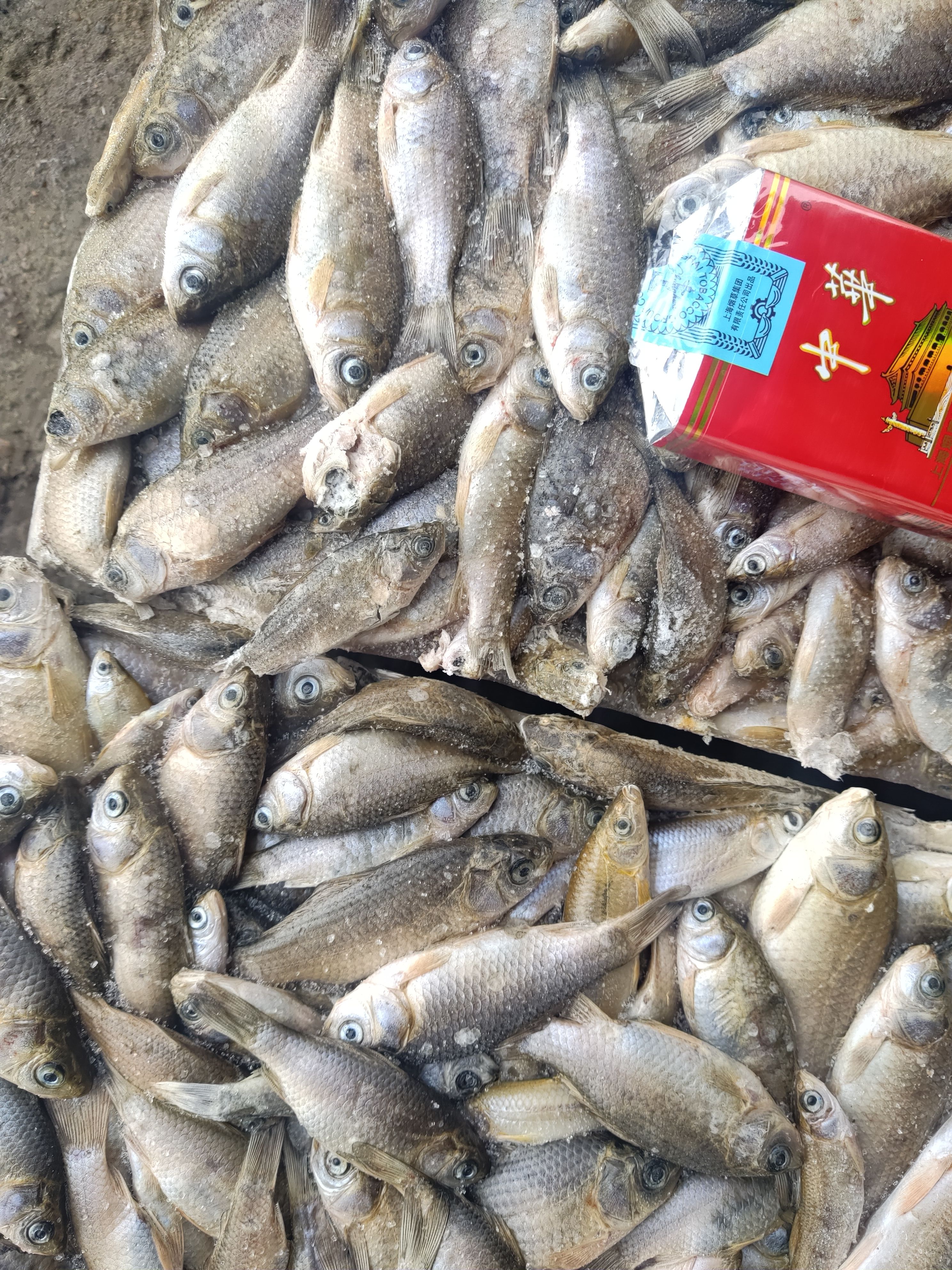 飼料魚凍魚餌料魚喂黃鱔飼料魚 水產(chǎn)養(yǎng)殖黃鱔飼料魚