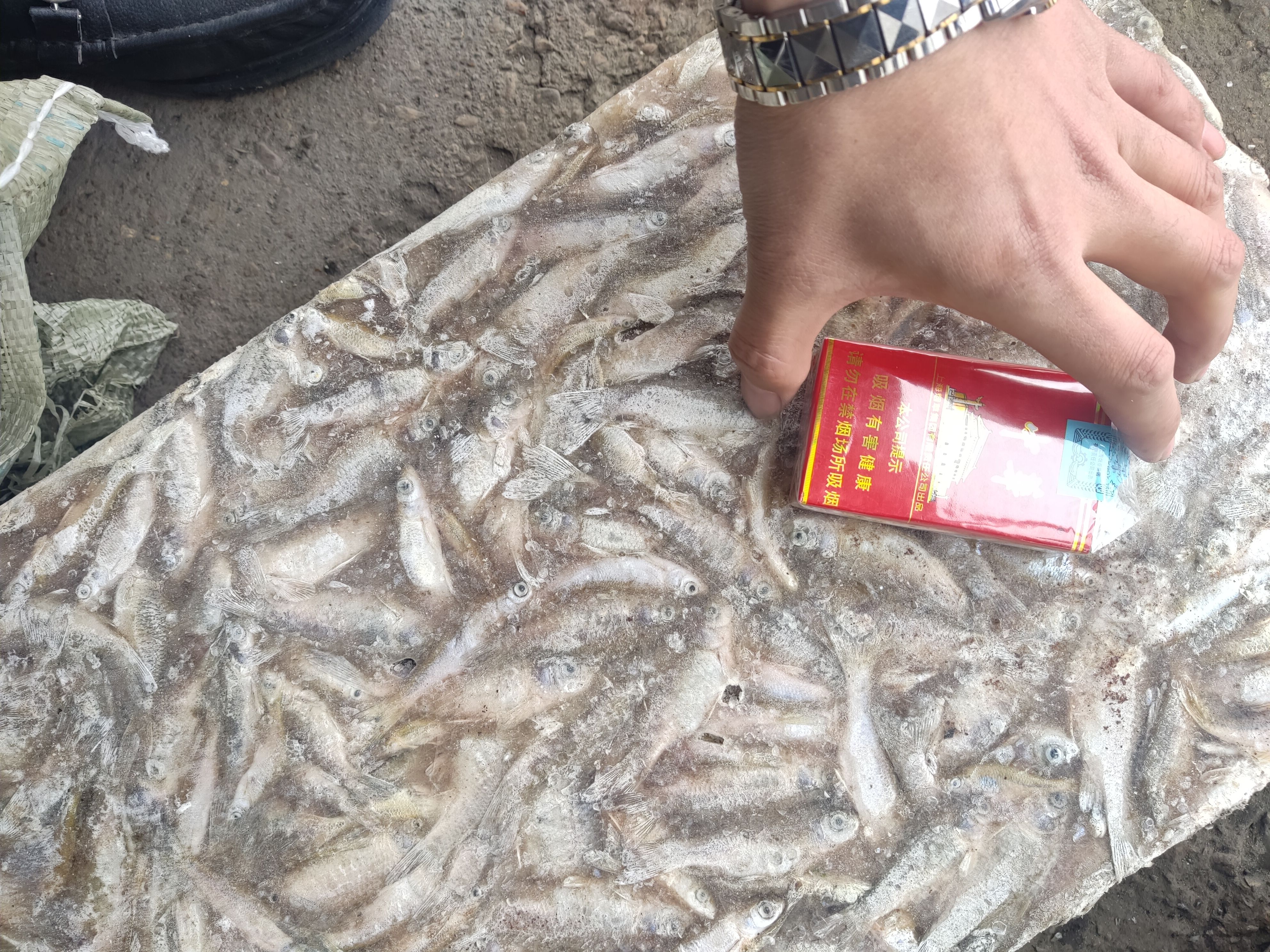 飼料魚凍魚餌料魚喂黃鱔飼料魚 水產(chǎn)養(yǎng)殖黃鱔飼料魚