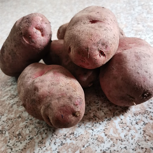 红土豆含粉量高