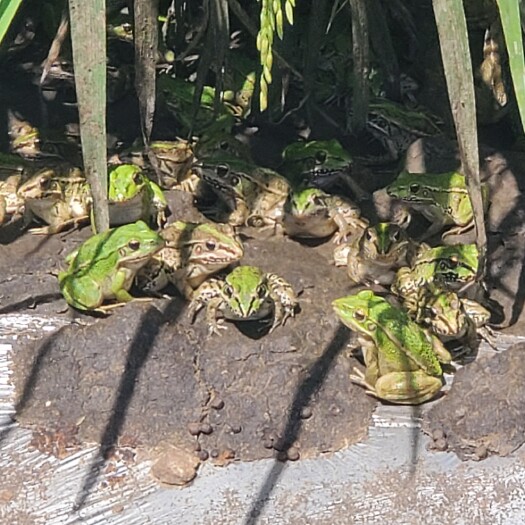 连平县青蛙流动泉水养殖，环境好活着好品质好，泉水地段面积小数量有限