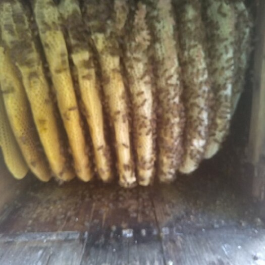 野生蜂蜜，无任何饲养，