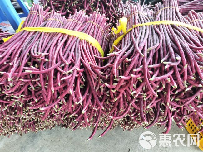 广西南宁横县大量甜豆～白豆～上市欢迎全国各地老板采购