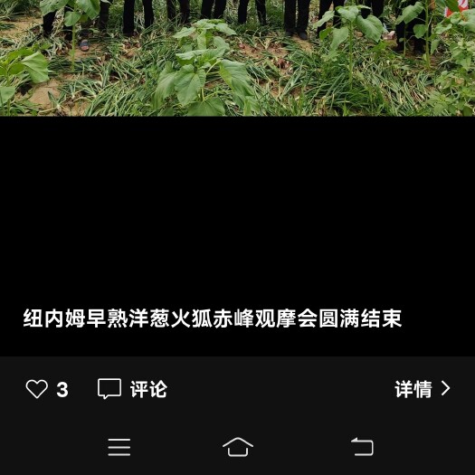 赤峰内蒙古赤峰洋葱，盛世经典，千里马