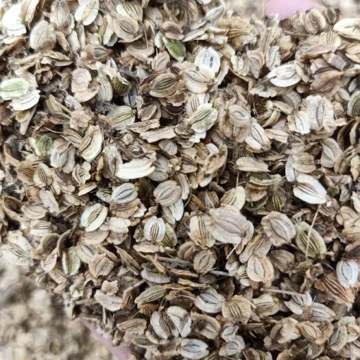 亳州白芷种子两年的包出包种包回收一手货源批发零售价格