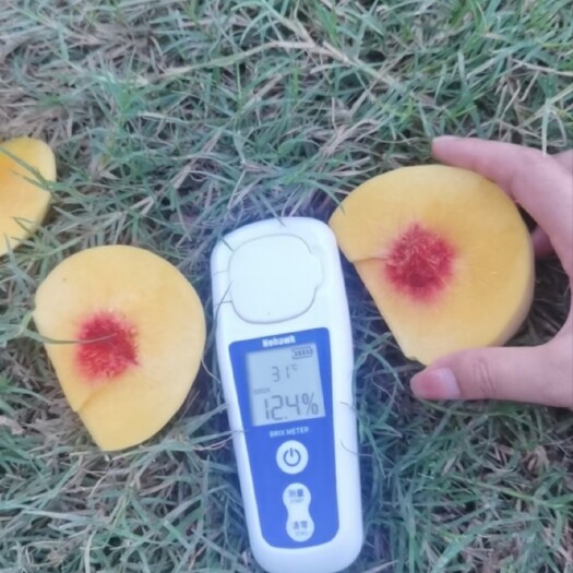 枣阳市锦绣黄桃