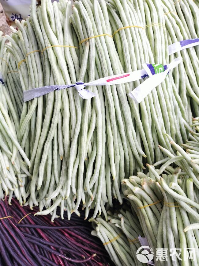 广西南宁横县大量甜豆～白豆～上市欢迎全国各地老板采购