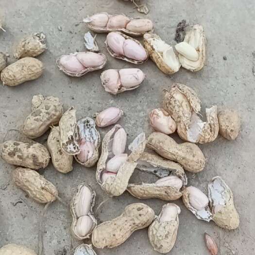 息县新鲜花生
