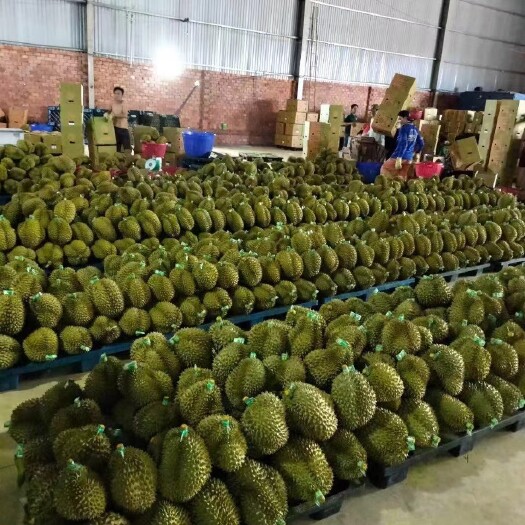凭祥市越南金枕
