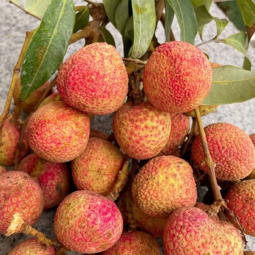 合江县合江精品贸绿荔枝