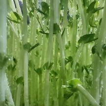 成都新一批豌豆芽苗，预计再有就可以收割，有需要的老板联系我