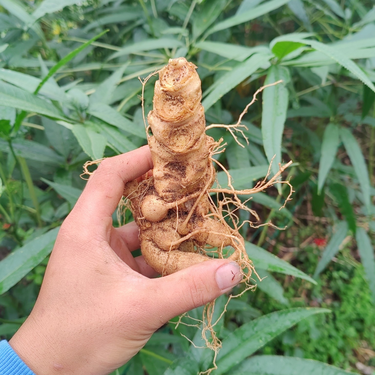 芒市竹节参种苗