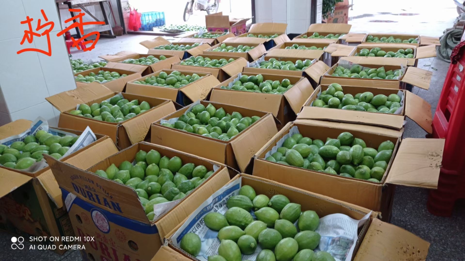 生态种植广东无籽香水柠檬（十三年老树,价格即价值）