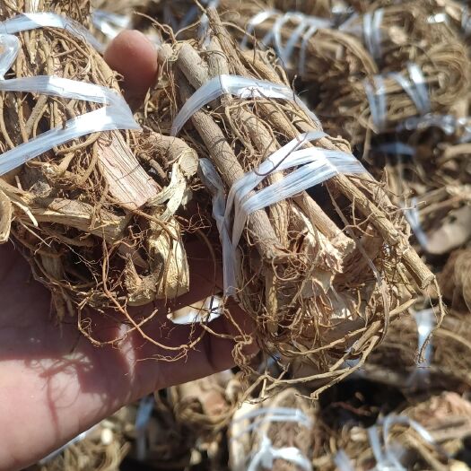 牛奶根/白花牛奶/白花牛奶根小扎把/牛奶树根